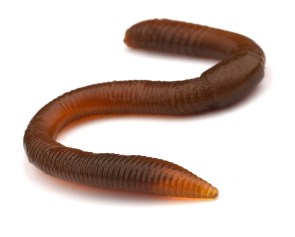 freestyle-twitch-worm-natural-brown-a